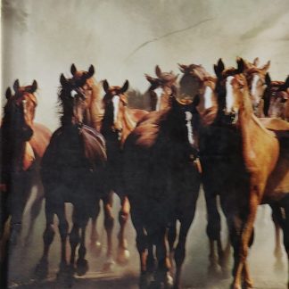 Onze paarden