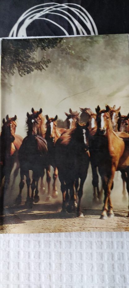 Onze paarden