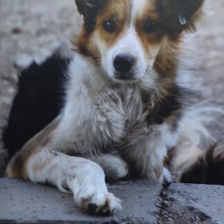 De prachtige zwerfhonden van Sofia