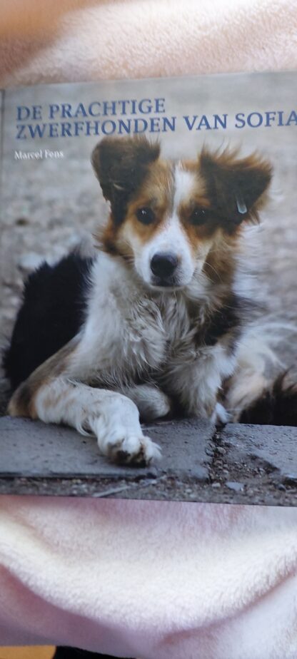 De prachtige zwerfhonden van Sofia