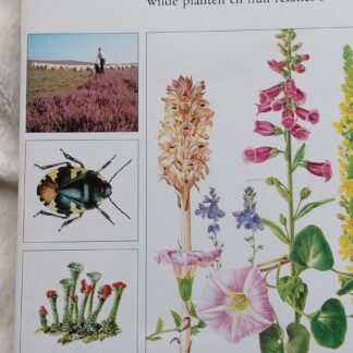 Nederlandse oecologische Flora wilde planten en hun relaties deel 3